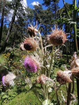 Imagem de Cirsium nivale (Kunth) Sch. Bip.