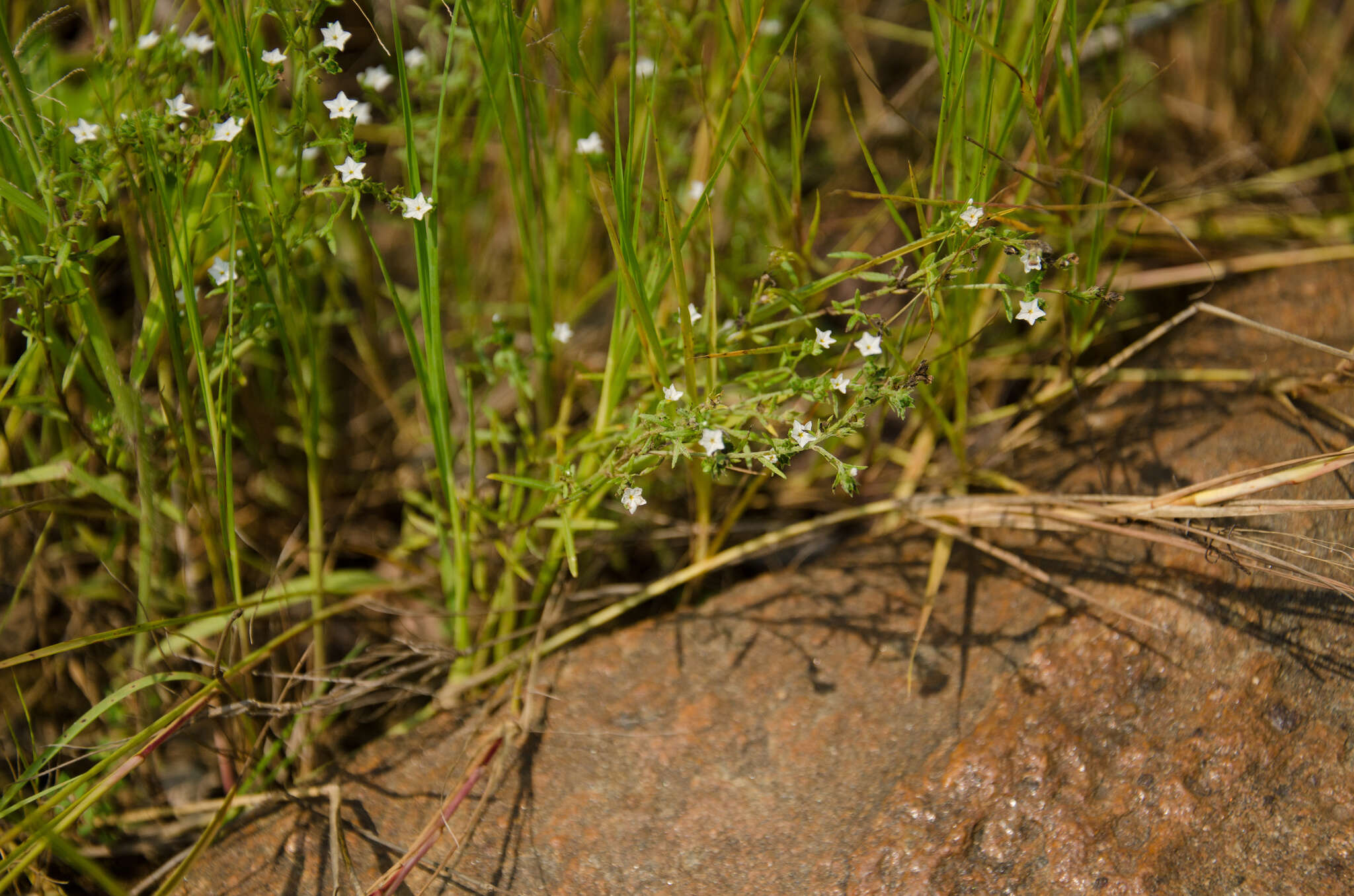 Image of Euploca strigosa (Willd.) Diane & Hilger