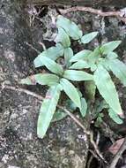 Image of Dryopteris podophylla (Hook.) O. Kuntze