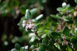 Plancia ëd Arctostaphylos nummularia subsp. nummularia