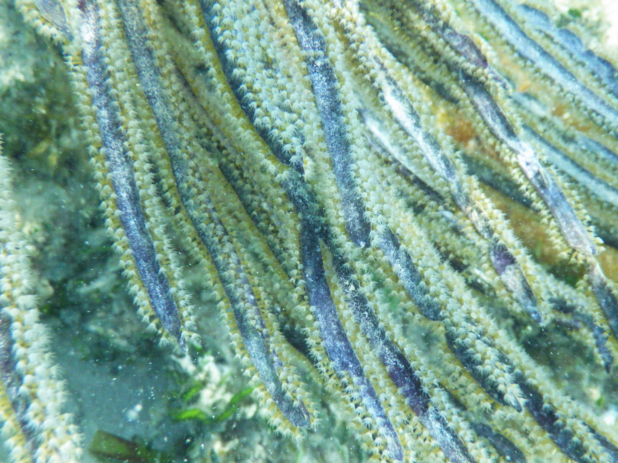 Image of angular sea whip