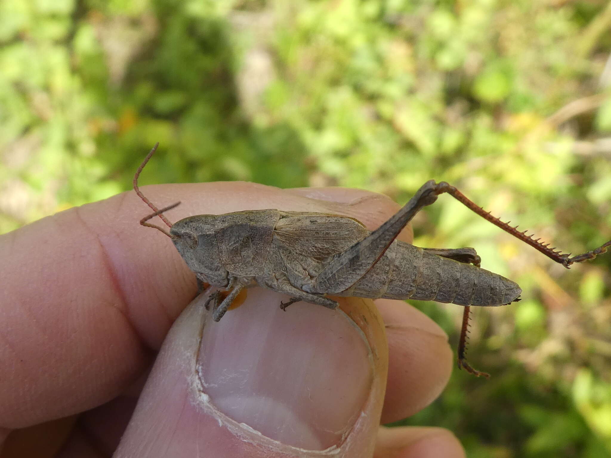 Plancia ëd Chloealtis abdominalis (Thomas & C. 1873)