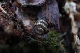 Image of Leptoiulus belgicus (Latzel 1884)