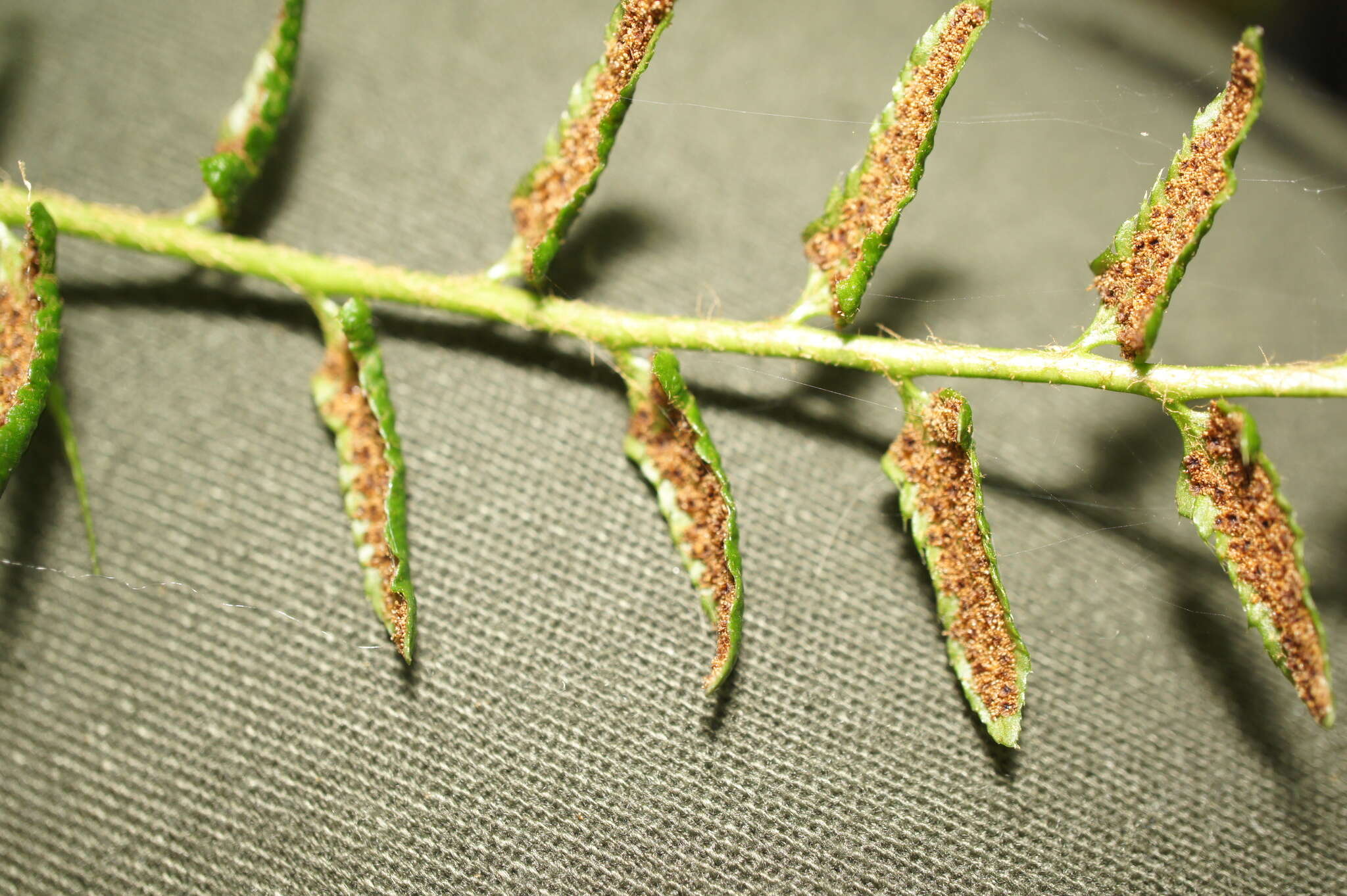 Plancia ëd Polystichum acrostichoides (Michx.) Schott