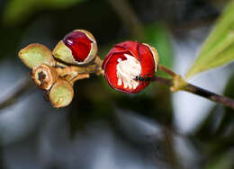 Meriania tomentosa (Cogn.) J. J. Wurdack resmi