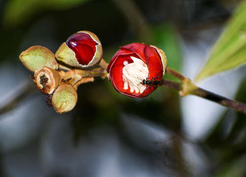 Image de Meriania tomentosa (Cogn.) J. J. Wurdack