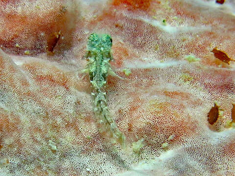 Image of High Hat Triplefin