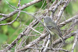 Слика од Vireo nelsoni Bond & J 1934