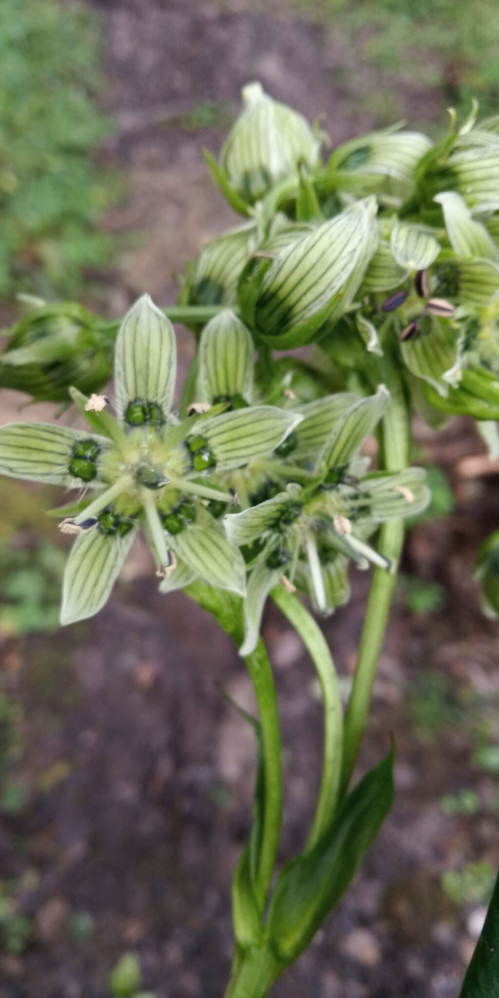 Слика од Swertia speciosa G. Don