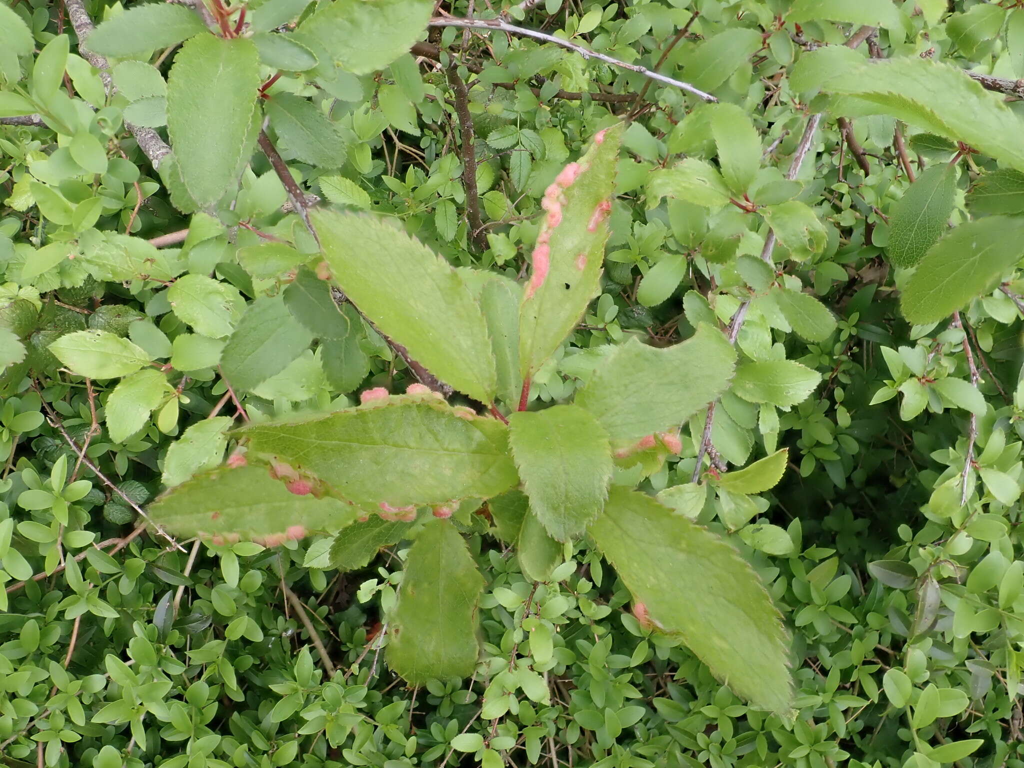 Plancia ëd <i>Eriophyes similis</i> (Nalepa 1890)