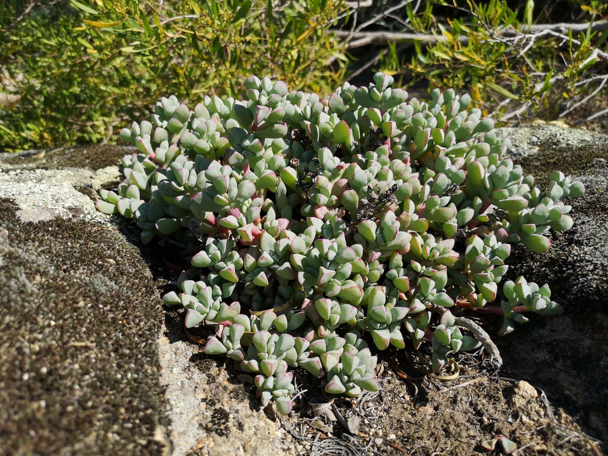 Image of Oscularia paardebergensis (L. Bol.) H. E. K. Hartm.