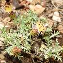 Image of Centaurea boissieri subsp. funkii (Sch. Bip. ex Willk.) G. Blanca Lopez