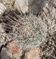 Image of Coryphantha clavata (Scheidw.) Backeb.