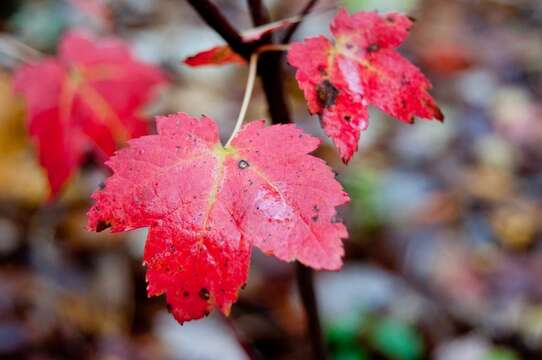 Image of Red Maple