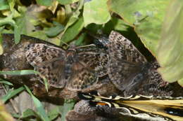 Image of Mottled Duskywing