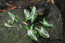 Слика од Syngonium llanoense Croat