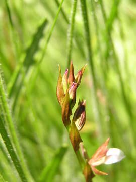 Image of Neobolusia tysonii (Bolus) Schltr.