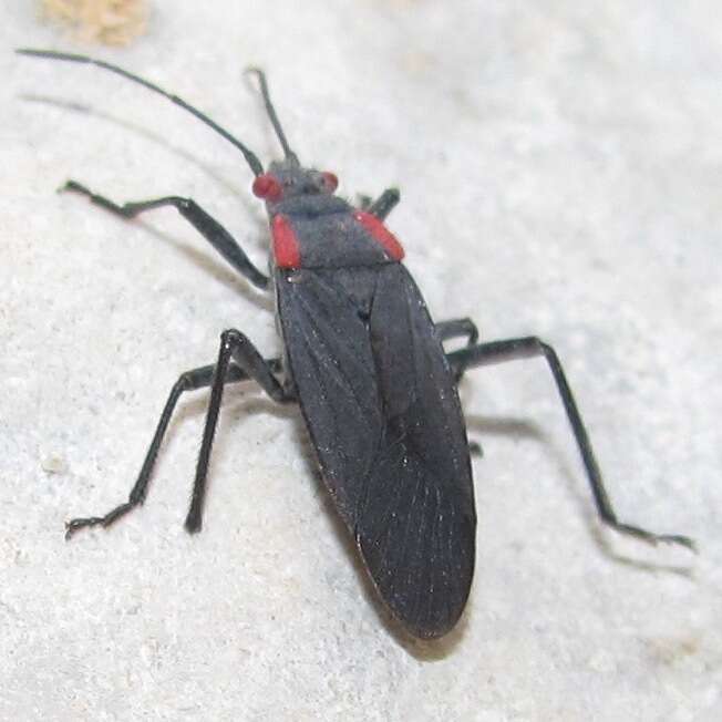 Image of Red-shouldered bug