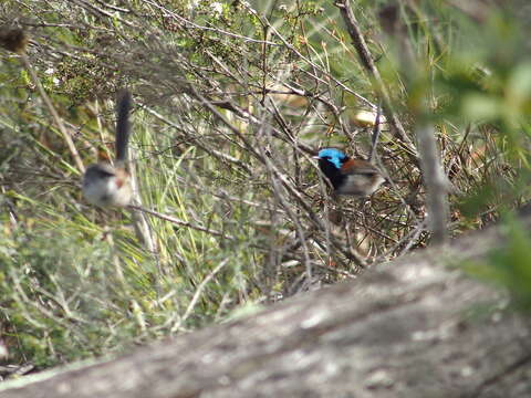 Image of Red-winged Fairy-wren