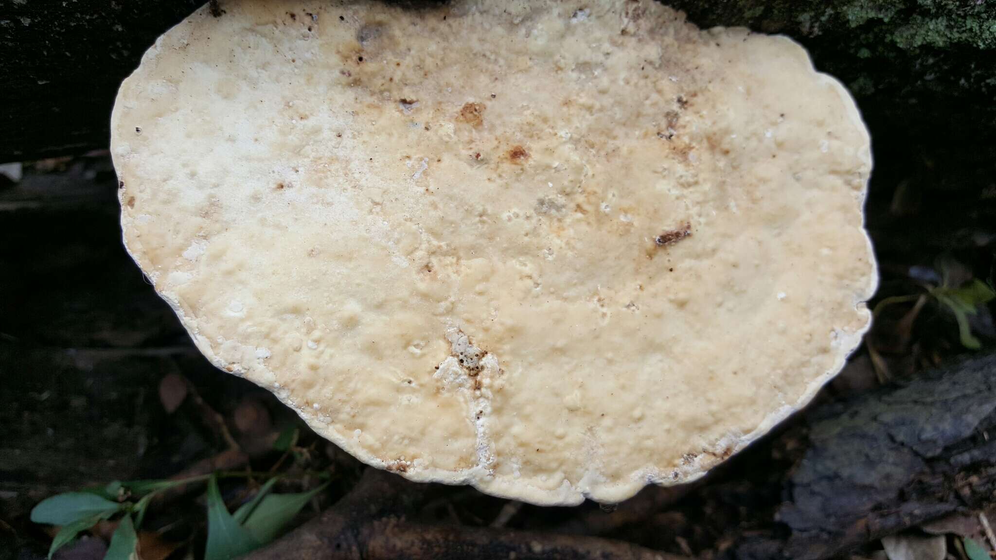 Image of Trametes elegans (Spreng.) Fr. 1838