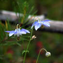 Imagem de Aquilegia parviflora Ledeb.