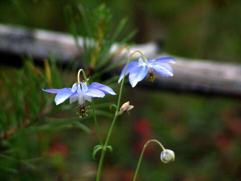 Image of Aquilegia parviflora Ledeb.