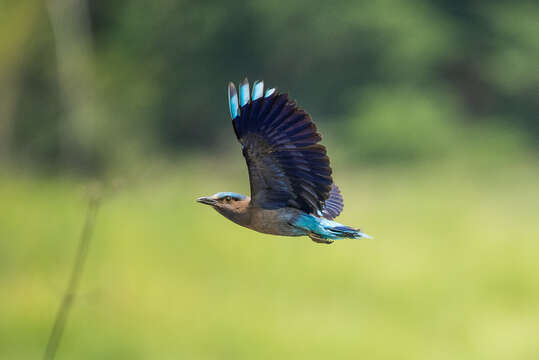 Image of Indochinese Roller