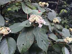 Image of Hydrangea aspera Buch.-Ham. ex D. Don