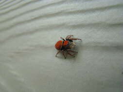 Image of Tawny Jumping Spider