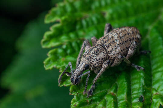 Panscopus (Phymatinus) gemmatus Le Conte 1857的圖片