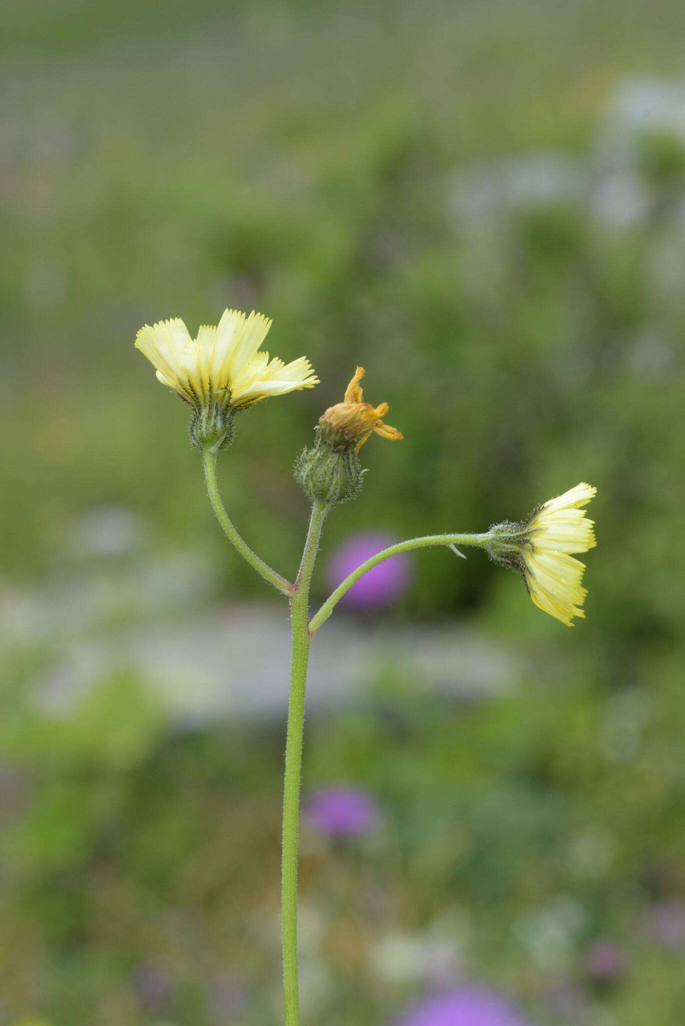 Image of Pilosella lactucella (Wallr.) P. D. Sell & C. West