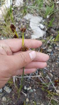 Imagem de Juncus castaneus Sm.