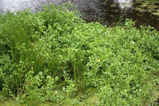 Слика од Nasturtium microphyllum (Boenn. ex Rchb.) Rchb.