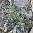 Image of Potentilla johnstonii Soják