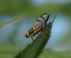 Image of Urophora stylata (Fabricius 1775)