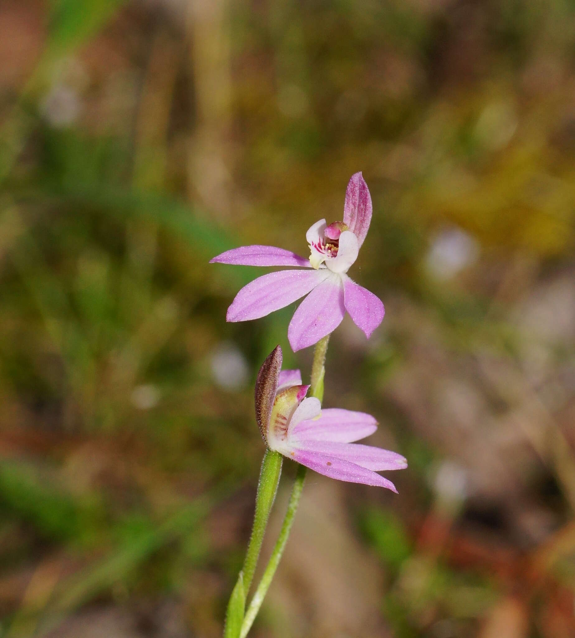 Image of Pink fingers orchid