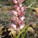 Imagem de Lachenalia zeyheri Baker