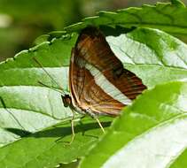 Image of Adelpha falcipennis