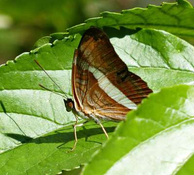 Imagem de Adelpha falcipennis