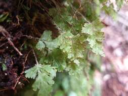 Plancia ëd Hymenophyllum rufescens Kirk