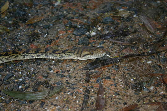 Image of Australischer Amethystpython