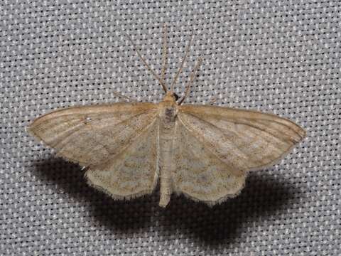 Image of Idaea macilentaria Herrich-Schäffer 1846