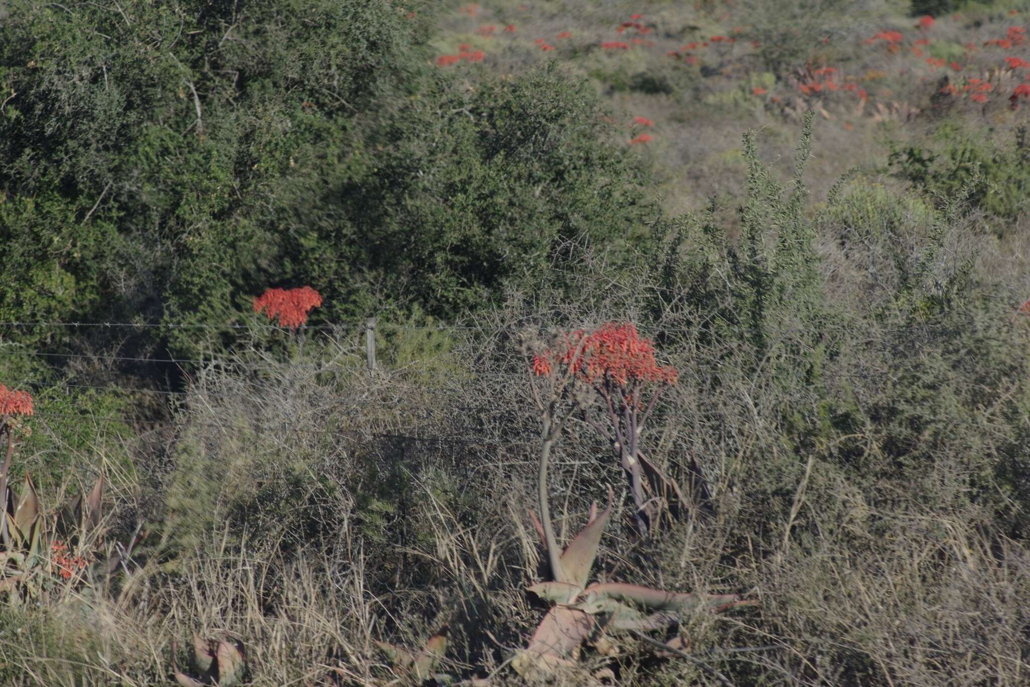 Image of Aloe striata Haw.