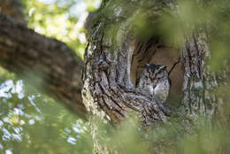 Image of Otus lettia glabripes (Swinhoe 1870)