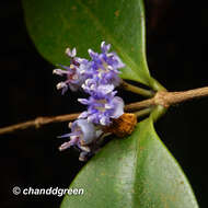 صورة Memecylon ligustrifolium Champ. ex Benth.