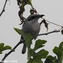 Image de Tephrodornis affinis Blyth 1847