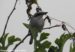 Image de Tephrodornis affinis Blyth 1847