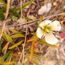 صورة Gentianella calcis subsp. waipara Glenny & Molloy