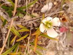 صورة Gentianella calcis subsp. waipara Glenny & Molloy