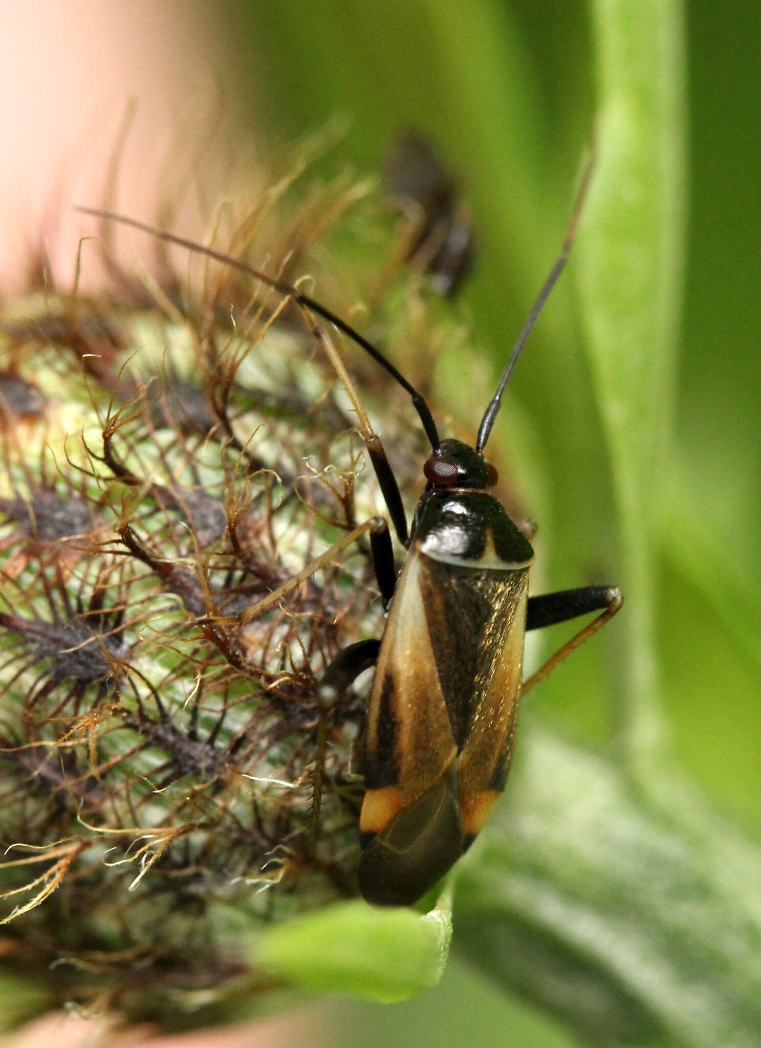 Adelphocoris seticornis (Fabricius 1775)的圖片